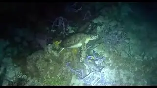 Scuba Diving - Night Turtle Encounter
