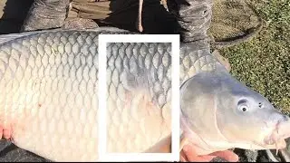 Призрачният Шаран 35 + кг. Най - големите шарани на България.. Трофей, награда, сянка или демон 5.3К