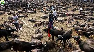 World's Largest Buffalo Slaughterhouse - What's Inside World's Largest Giant Buffalo Slaughterhouse?