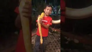 pegang ular di gelanggang dumai#shorts#falihes