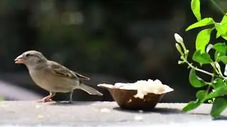 House Sparrow eating food || Templa Prasadam #birds 