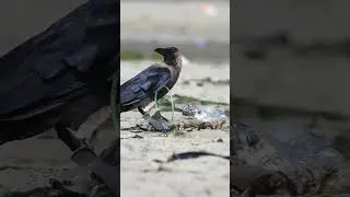 House Crow . Short video 4K-UHD Birds Photography Video