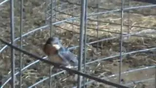 Barn swallow learning to fly