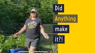 Garden Tour of Storm Damage  #homesteadgarden#offgrid#homesteadchannel