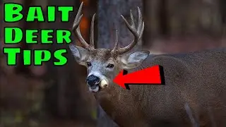 How To Bait Deer TIPS/TRICKS 2020
