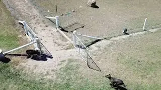 Paradise Pet Parks