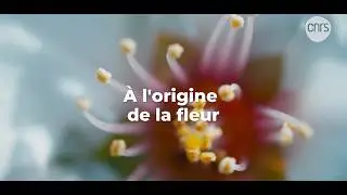 À l’origine de la fleur I Focus sciences I CNRS Alpes