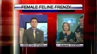 Female Feline Frenzy promoting cat population control