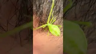 This Isn&rsquo;t a Leaf&hellip; It&rsquo;s a Bug! 🐛🍃