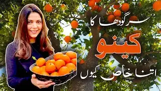 Sargodha Mani Kinnow ka Khubsurat Bagh | Kinnow Orchard in Pakistan | Export Quilty Kinnnow