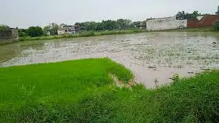 Jaldi ja kar dheko yellow frog 😱