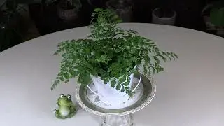 Austral Gem Fern Plant Care: What to Know