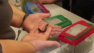 cherry foot millipedes on Bug Day