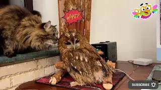 Кот Филя и сова Соня очень похожи. Кот Филя и сова Соня очень похожи.
