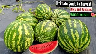 When to harvest Watermelon | Everything you need to know| #watermelon #melon #garden 