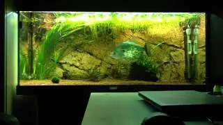 Piranha - Serrasalmus Geryi 25 cm by ifighi2004