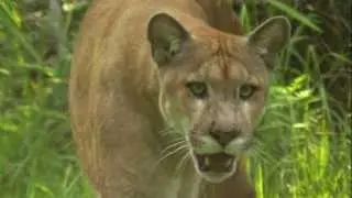 By the Numbers: Saving the Florida Panther