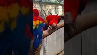 New birds coming in Mini Zoo 2023 #dailyvlog