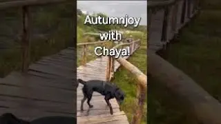 Enjoying Autumn season with Chaya! | Relaxing piano, water sound!