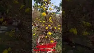 Mai tết 2023
