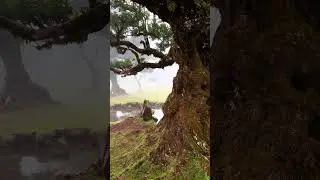 [China's Ailao Mountains] The virgin forest in Yunnan's Ailao Mountains, which has a history of 200