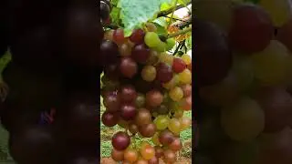Glorious Vines: The Grape Haven of Theni, Tamil Nadu