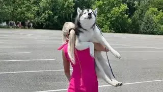 Huskies are the Queens of All Drama! 🤣 Funny Dogs Videos