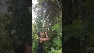 Berburu biawak air tawar yang meresahkan ternak warga 