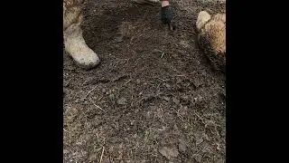The Best Trapping Tip Your Ever Going To Get ! #Coyote #RedFox #DirtHole