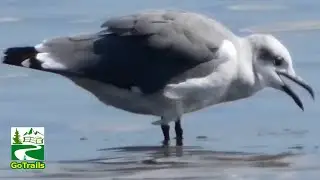Laughing gull call sound, preening, bathing | Bird