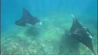 snorkling trip to manta point nusa penida
