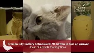 Kremen City Cattery ontmaskerd met 91 mogelijk zieke katten - House of Animals Investigations