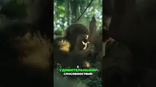 Эволюция и война  Наследие города обезьян
