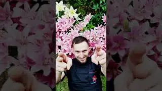 🌷✨ Lilie 2024: Unikatowe Cebulki, Piękne Odmiany i Ogrodnicze Cuda! 🌼OFERTA WIOSNA w WILD LILLY🎥✨