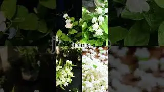 My favourite flower 🌸🌸|| #music || #song || #overlay ||