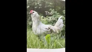 #church #godsgifts #chicken #fear #allwelcome