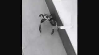 Gangsta Crab