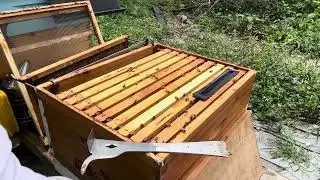 Beekeeping: New beekeepers