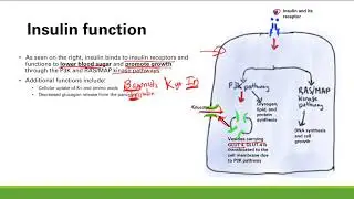 Endocrine Pancreas and Insulin | Endocrine System | Step 1 Simplified
