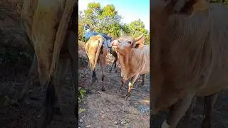 😈😱 Видео с реакцией коровы #deshi #comedy #bihar #power #vide