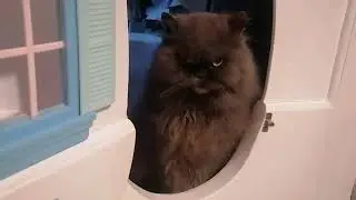 The cat woke up and there was no one home