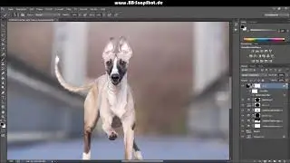 Bildbearbeitung - Thabo the Whippet - Actionaufnahme