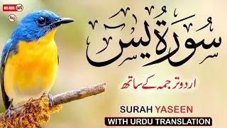 Surah Yaseen with Urdu & Hindi Translation |Soothing Recitation by Qari Ismail Al Nouri | Epi 259