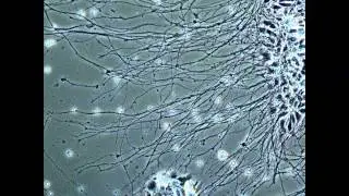 Guy's Neurons - cellF