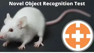 Novel Object Recognition Test
