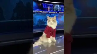 &ldquo;Breaking Mews: The Fashionable Cat Anchor Goes Live!&rdquo; #cat #news  #youtubeshorts #catstudio#catvlog
