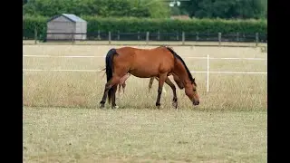 The Benefits and Uses of Strip-Grazing Horses