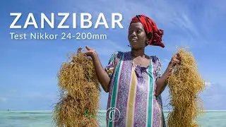 First Impressions of the NIKKOR Z 24 200mm f 4 6 3 VR
