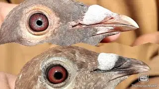 2 Red Fox Racer Piegon | Racing pigeons 2021| Racing pigeons | Racer piegon
