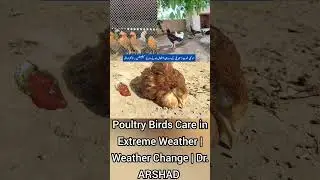 Sodium Bicarbonate, Potassium Chloride, Anticoccidial | Poultry Birds Care in Extreme Weather